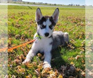 Siberian Husky Puppy for sale in ARTHUR, IL, USA