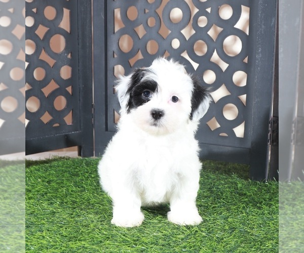 Medium Photo #1 Zuchon Puppy For Sale in MOUNT VERNON, OH, USA
