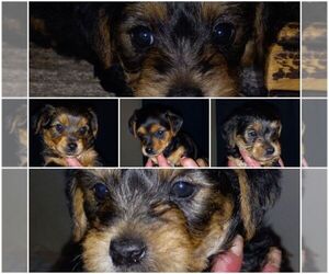 Ratshire Terrier Puppy for sale in SCOTTVILLE, MI, USA