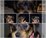 Small Photo #1 Ratshire Terrier Puppy For Sale in SCOTTVILLE, MI, USA