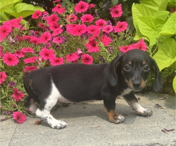 Medium Photo #3 Dachshund Puppy For Sale in CANOGA, NY, USA