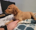 Puppy Purple Golden Retriever