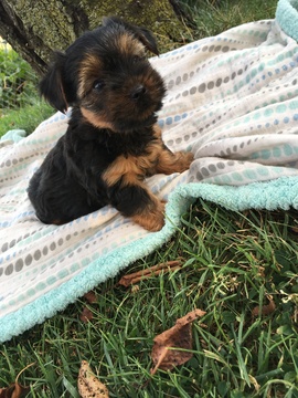 Medium Photo #1 Yorkshire Terrier Puppy For Sale in BELLEVILLE, PA, USA