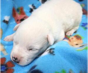 Border Collie-Unknown Mix Dogs for adoption in Thief River Falls, MN, USA