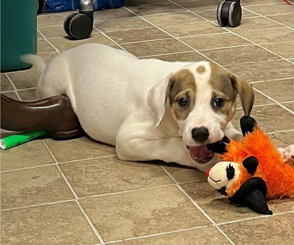 Medium Photo #1 Mutt Puppy For Sale in Augusta, GA, USA