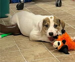 Small Mutt