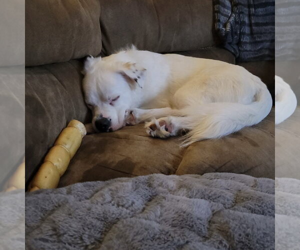 Medium Photo #8 Great Pyrenees-Unknown Mix Puppy For Sale in Fargo, ND, USA