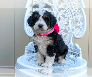 Miniature Bernedoodle Puppy for sale in ROY, UT, USA