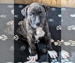 Puppy Mac American Bandogge