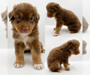 Miniature Australian Shepherd Puppy for sale in BROOKER, FL, USA