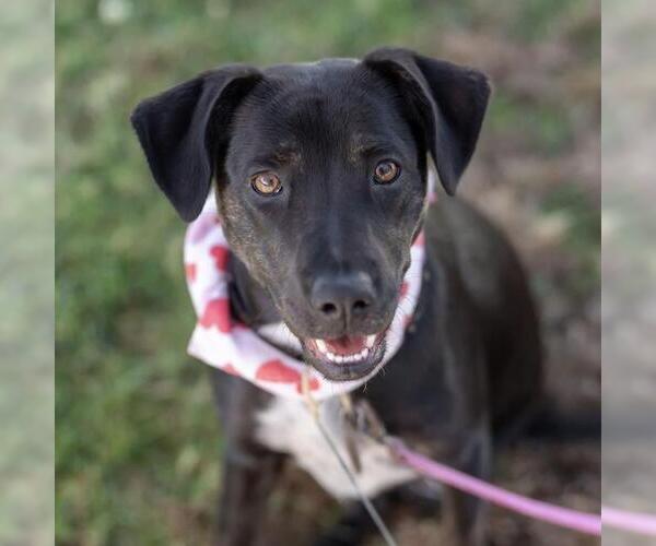 Medium Photo #19 Labrador Retriever-Unknown Mix Puppy For Sale in San Diego, CA, USA
