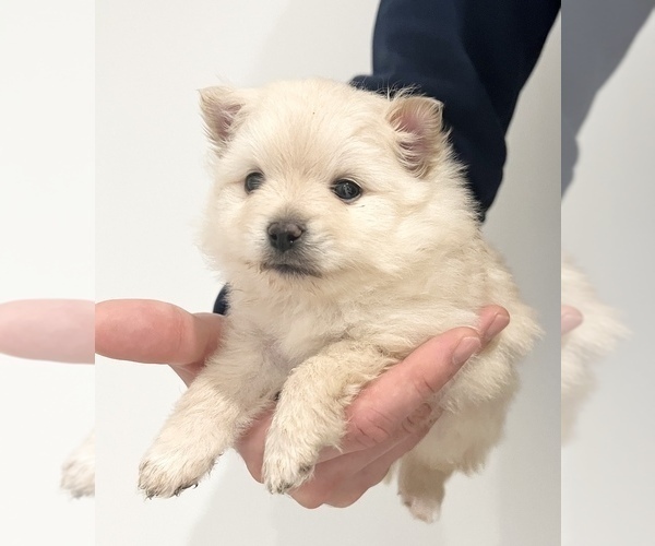 Full screen Photo #1 Pomeranian Puppy For Sale in WEST BLOOMFIELD, MI, USA