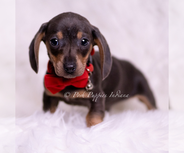 Medium Photo #67 Dachshund Puppy For Sale in WARSAW, IN, USA