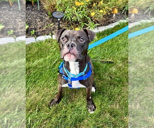 Polo - Male Boxer Dog for Adoption - Photo #2