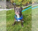 Small Photo #2 Boxer Puppy For Sale in Dumont, NJ, USA