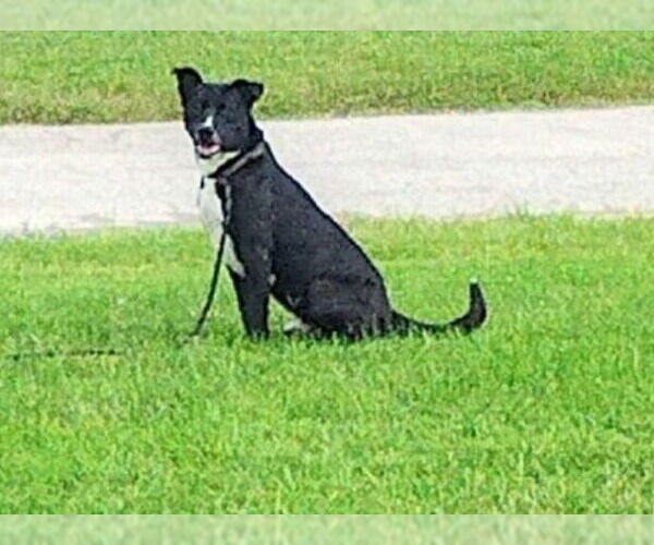 Medium Photo #3 American Pit Bull Terrier-Labrador Retriever Mix Puppy For Sale in Pryor, OK, USA