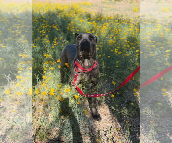 Medium Photo #10 Mutt Puppy For Sale in Goodyear, AZ, USA