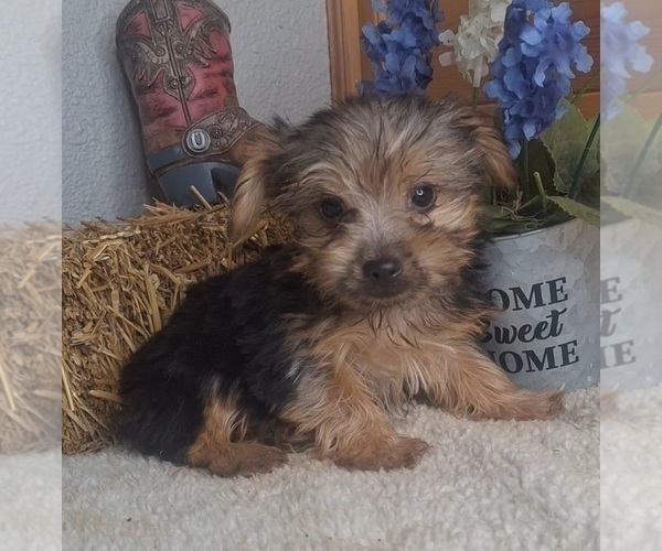 Medium Photo #7 Yorkshire Terrier Puppy For Sale in JASONVILLE, IN, USA