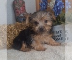 Small Photo #7 Yorkshire Terrier Puppy For Sale in JASONVILLE, IN, USA