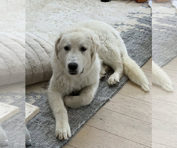Medium Photo #1 Great Pyrenees Puppy For Sale in Dallas, TX, USA