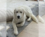 Small Great Pyrenees