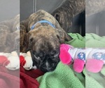 Small #6 Boxer