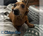 Small #1 Dachshund