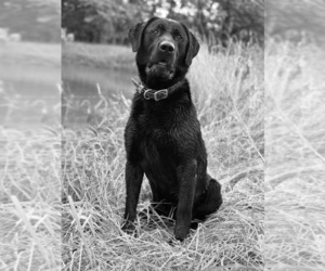 Father of the Labrador Retriever puppies born on 07/10/2025