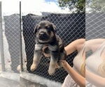 Small Photo #13 German Shepherd Dog Puppy For Sale in MIAMI BEACH, FL, USA