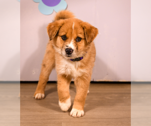Medium Photo #3 English Shepherd-Unknown Mix Puppy For Sale in Brooklyn Center, MN, USA