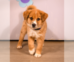 Small #2 English Shepherd Mix