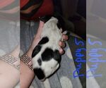 Small Photo #19 German Shorthaired Pointer Puppy For Sale in BEULAVILLE, NC, USA