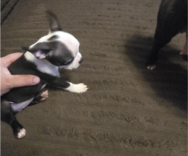 Medium Photo #9 Boston Terrier Puppy For Sale in MITCHELL, IN, USA