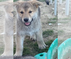 Medium German Shepherd Dog-Wolf Hybrid Mix