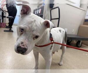 American Staffordshire Terrier-Unknown Mix Dogs for adoption in Grand Prairie, TX, USA