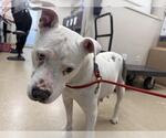 Small American Staffordshire Terrier Mix
