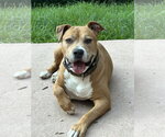Small #2 American Pit Bull Terrier Mix