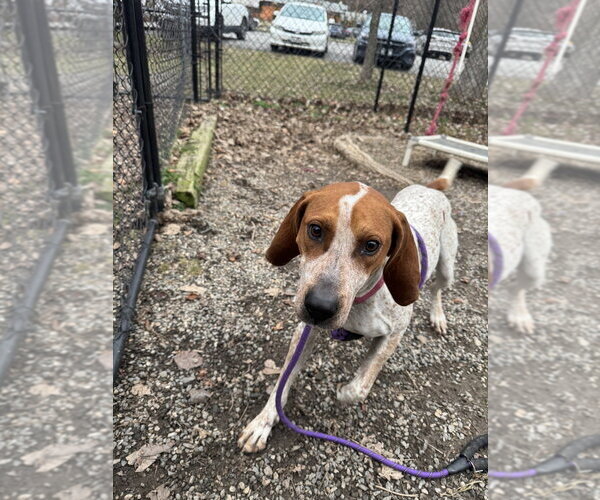 Medium Photo #3 Mutt Puppy For Sale in Elmsford, NY, USA