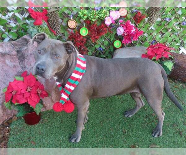 Medium Photo #1 American Pit Bull Terrier-Unknown Mix Puppy For Sale in Oklahoma City, OK, USA