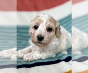 Medium Cavapoo