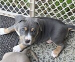 Puppy Beauty American Bully