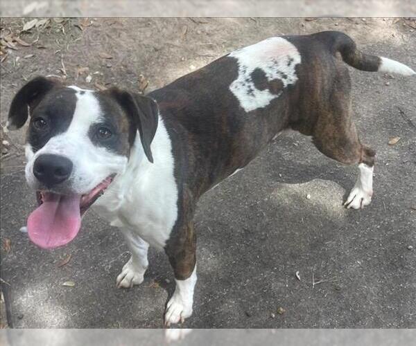 Medium Photo #1 Pointer-Unknown Mix Puppy For Sale in Texas City, TX, USA