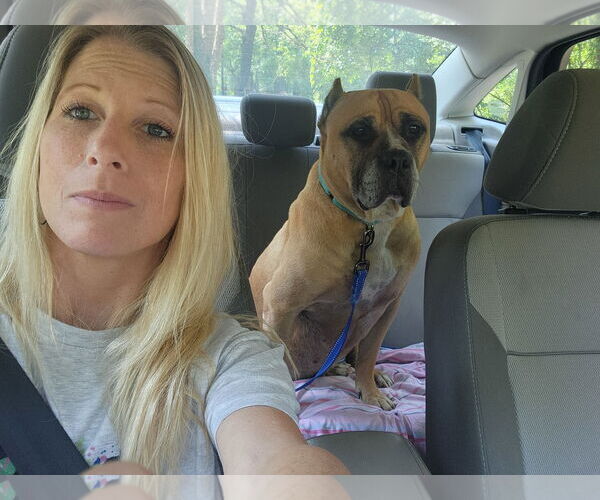 Medium Photo #2 American Staffordshire Terrier Puppy For Sale in Shreveport, LA, USA