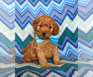 Poodle (Miniature) Puppy for sale in CHRISTIANA, PA, USA
