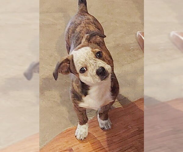 Medium Photo #4 Boston Terrier-Unknown Mix Puppy For Sale in Genesee, WI, USA