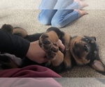 Small Photo #3 Rottweiler Puppy For Sale in GRAYTOWN, OH, USA
