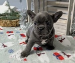Puppy Grey French Bulldog