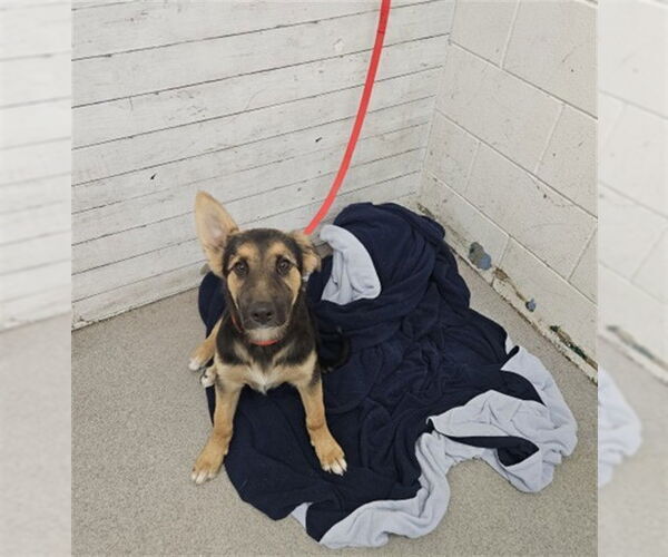 Medium Photo #1 German Shepherd Dog-Unknown Mix Puppy For Sale in San Bernardino, CA, USA