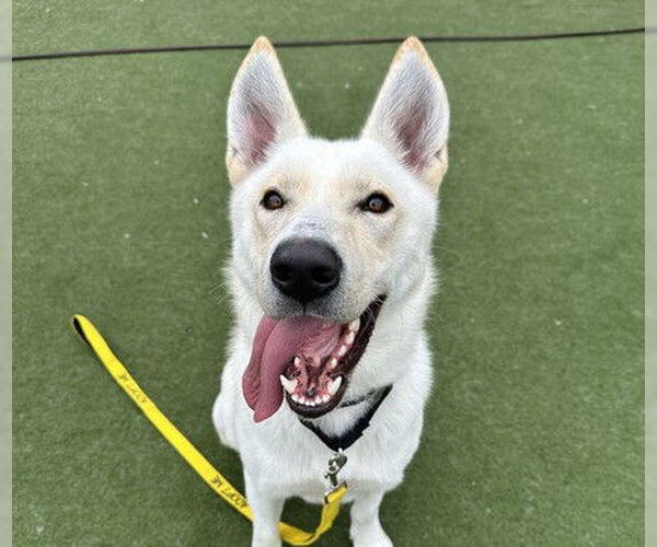 Medium Photo #2 German Shepherd Dog-Unknown Mix Puppy For Sale in Martinez, CA, USA