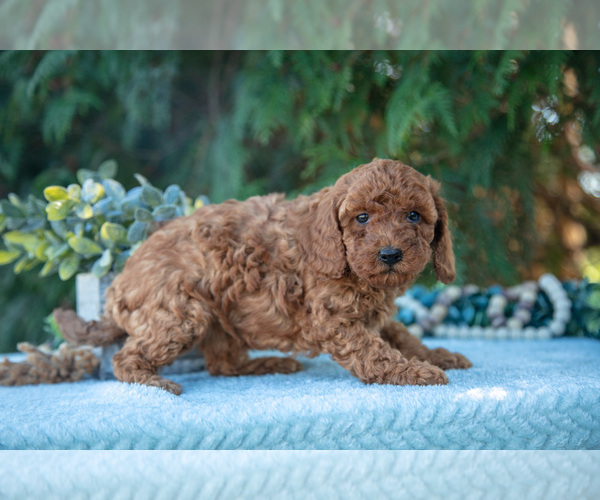 Medium Photo #3 Poodle (Miniature) Puppy For Sale in KIRKWOOD, PA, USA